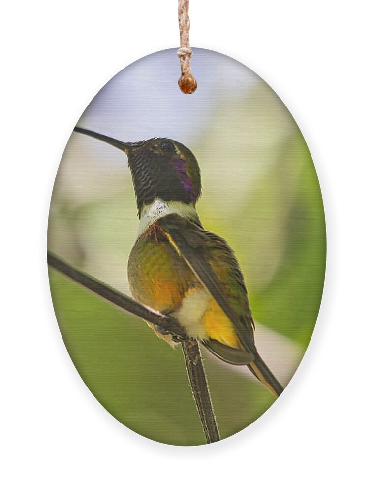 Hummingbird Ornament featuring the photograph Humming bird displaying all the colors of its beautiful feather by Montez Kerr