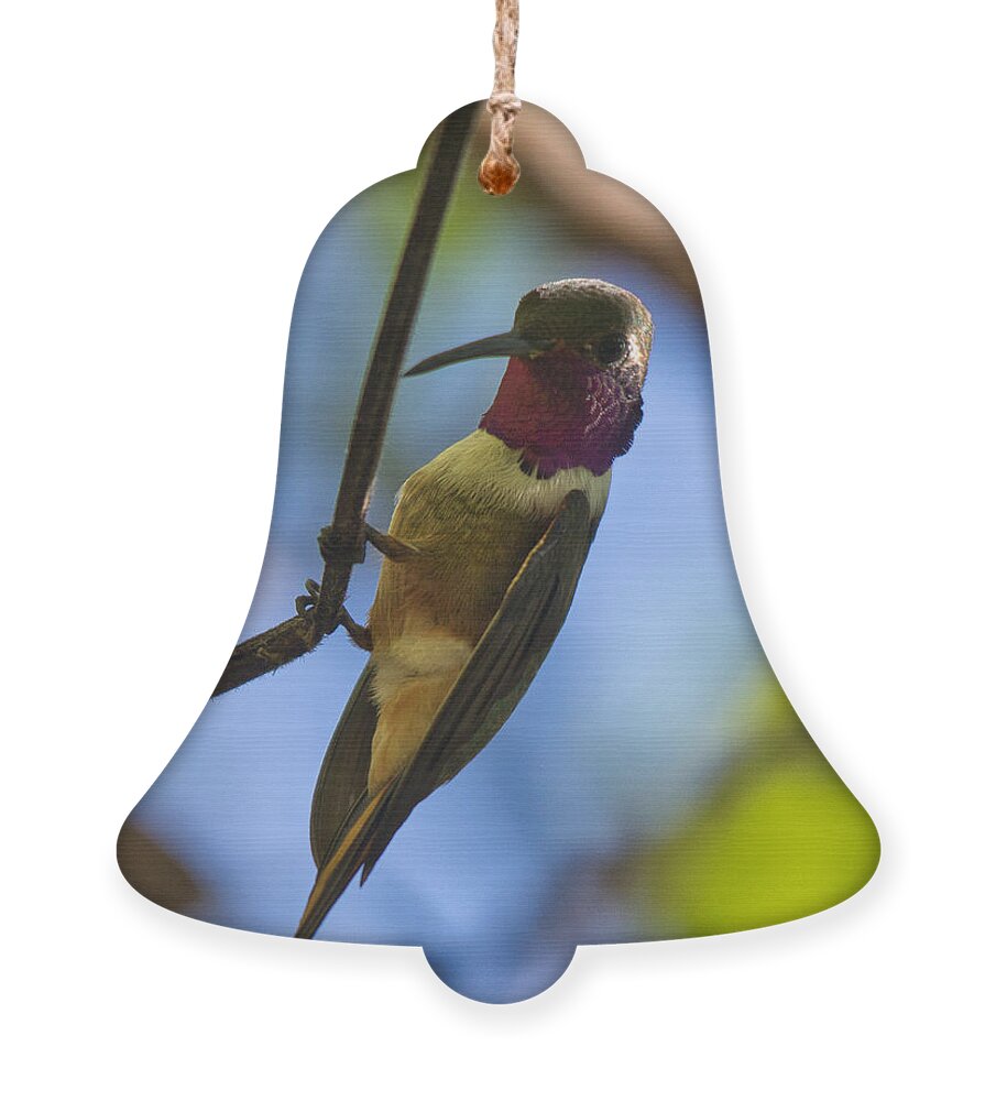 Hummingbird Ornament featuring the photograph Humming Bird Fashion Show 4 by Montez Kerr