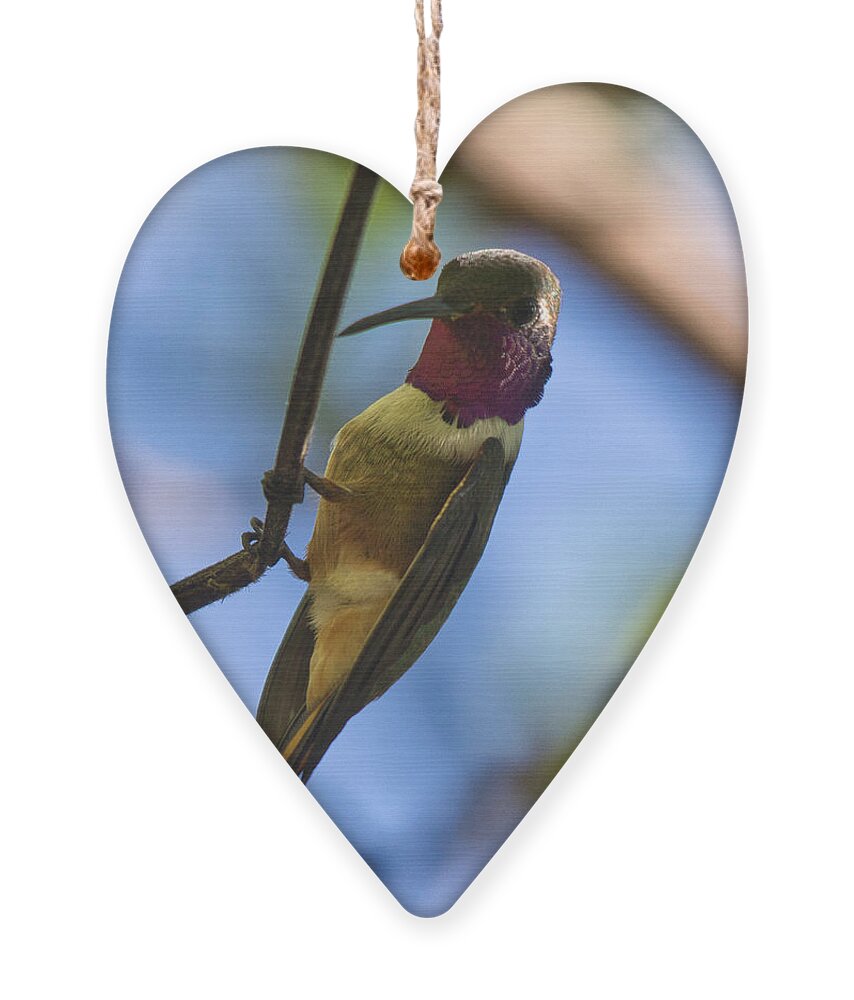 Hummingbird Ornament featuring the photograph Humming Bird Fashion Show 4 by Montez Kerr