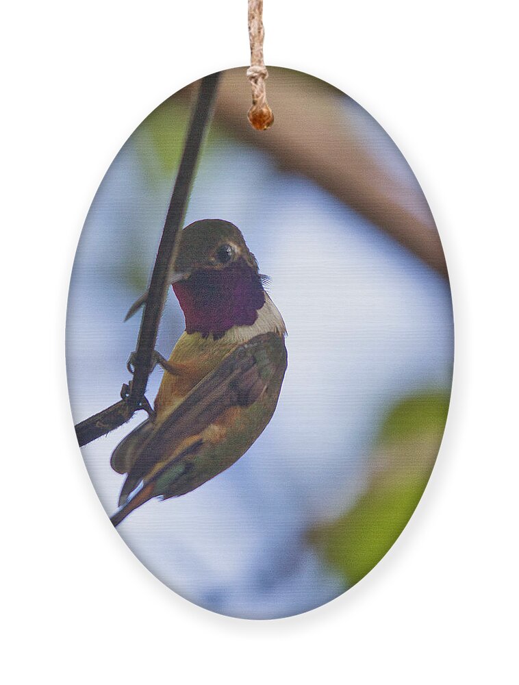 Hummingbird Ornament featuring the photograph Humming Bird Fashion Show 5 by Montez Kerr