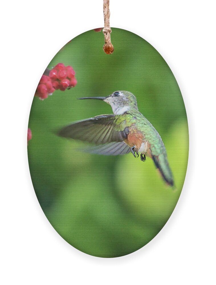 Humming Bird Ornament featuring the photograph Humming Bird in Flight by Montez Kerr