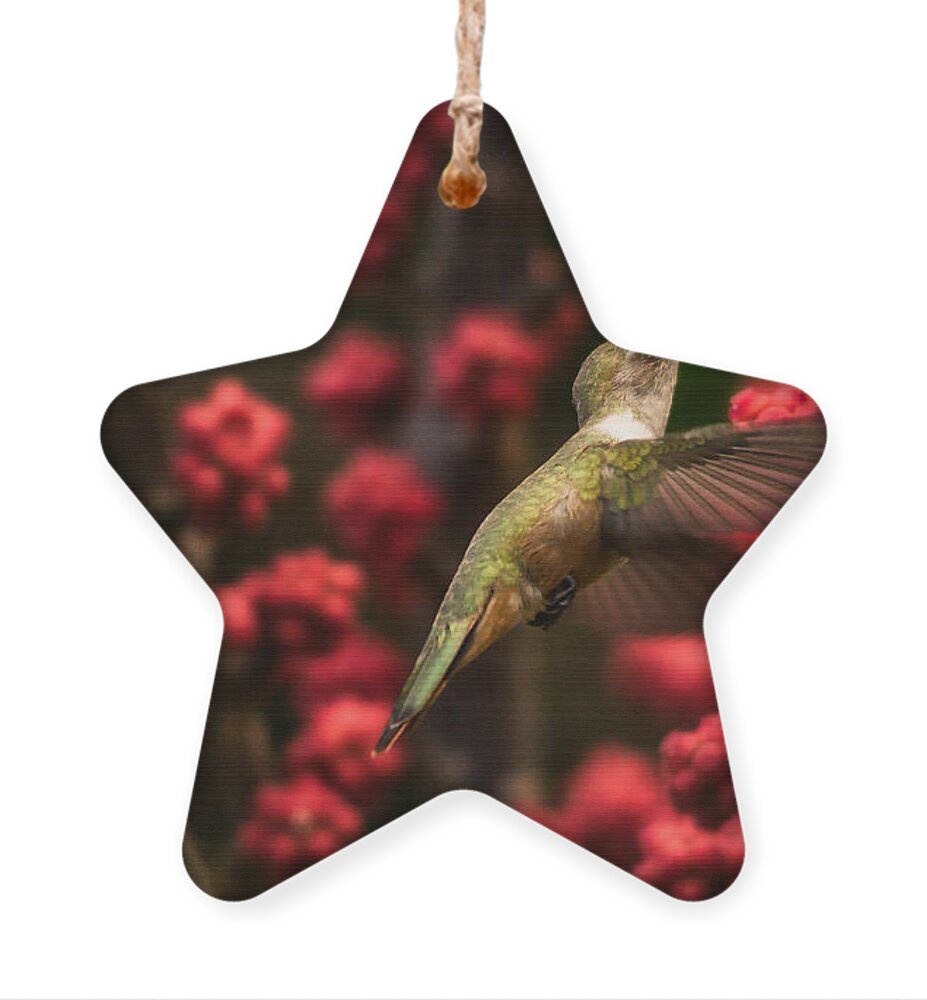 Humming Bird Ornament featuring the photograph Humming Bird in the Flowers by Montez Kerr