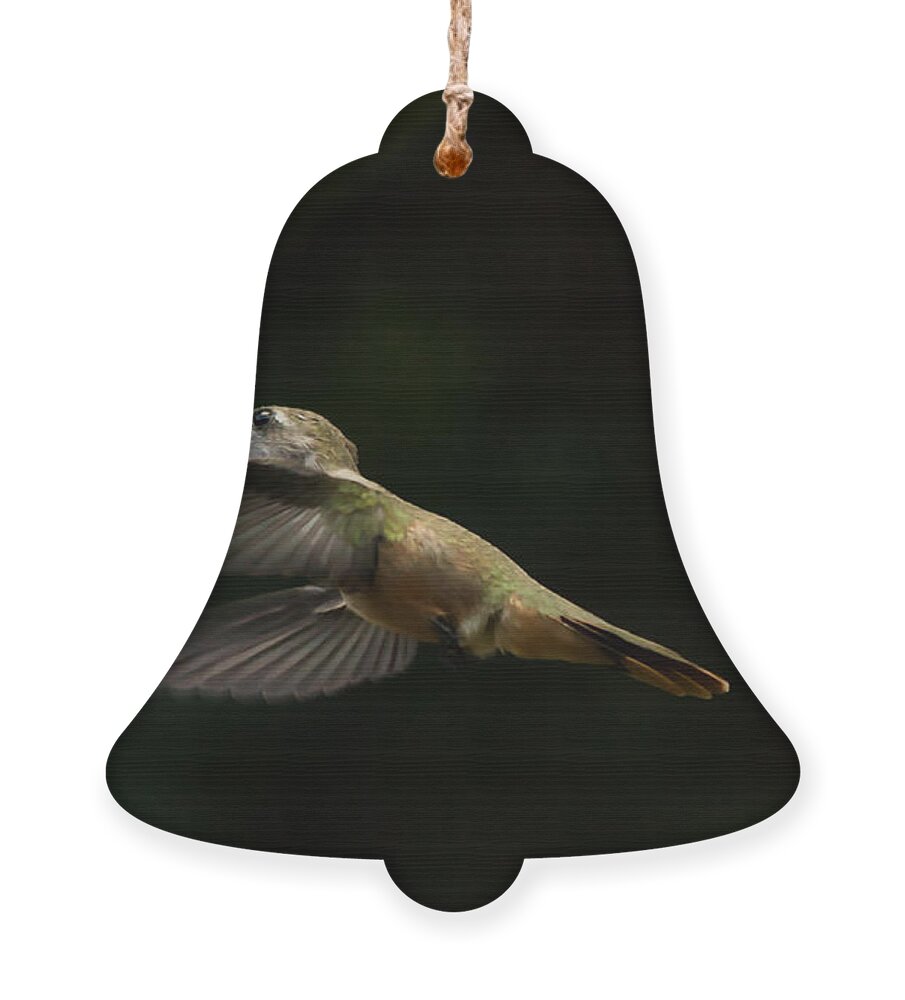 Humming Bird Ornament featuring the photograph Humming Bird Motion by Montez Kerr