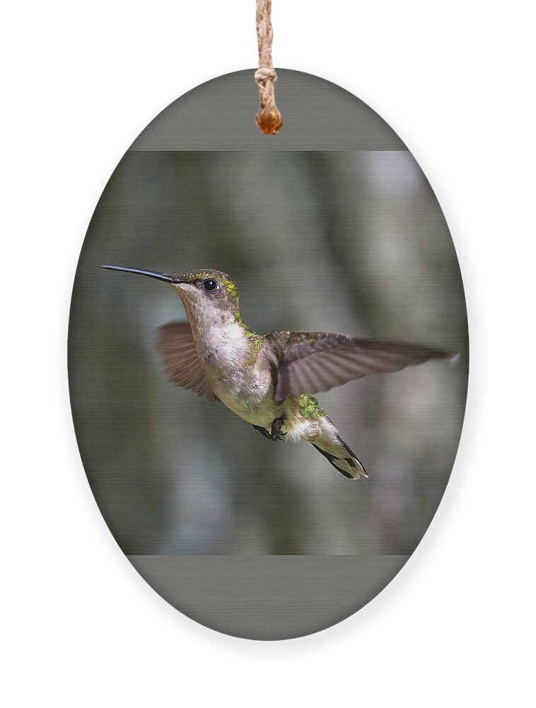 Hummingbird Ornament featuring the photograph Hummingbird 1 by Flinn Hackett