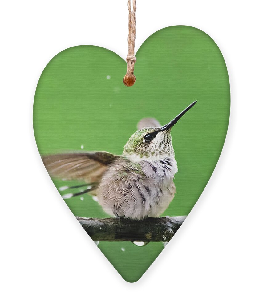 Hummingbird Ornament featuring the photograph Hummingbird In The Rain by Christina Rollo