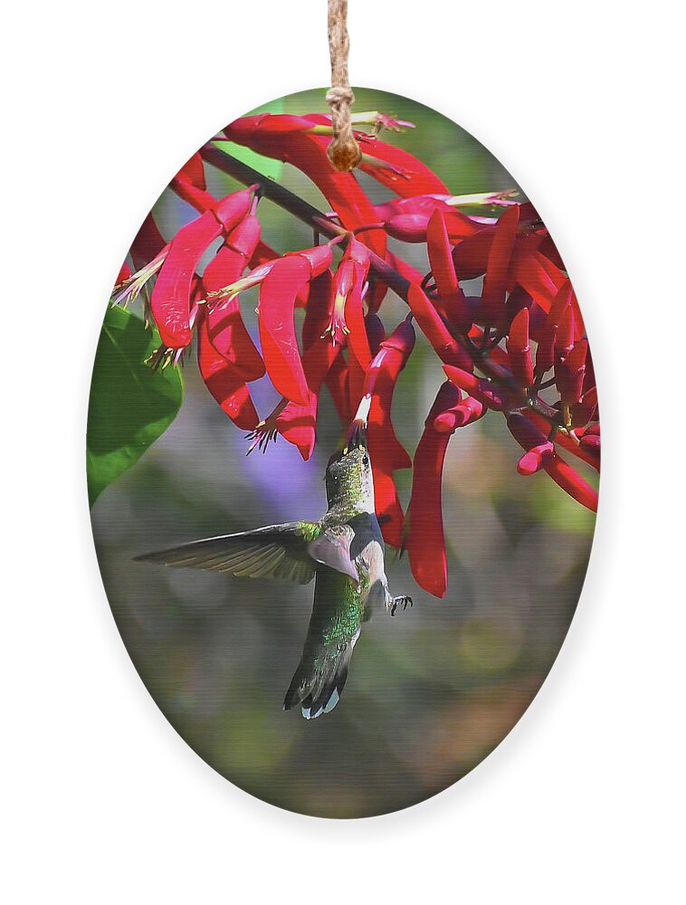 Hummingbird Ornament featuring the photograph Hummingbird in the Red by Kerri Farley