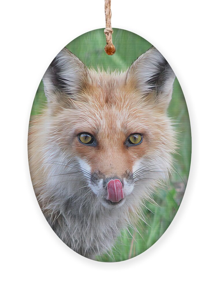 Hungry Ornament featuring the photograph Hungry Fox by White Mountain Images