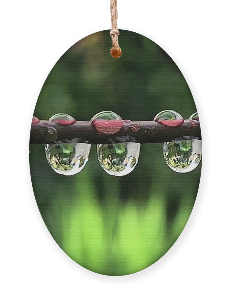 Water Ornament featuring the photograph Hydration by Tina Marie