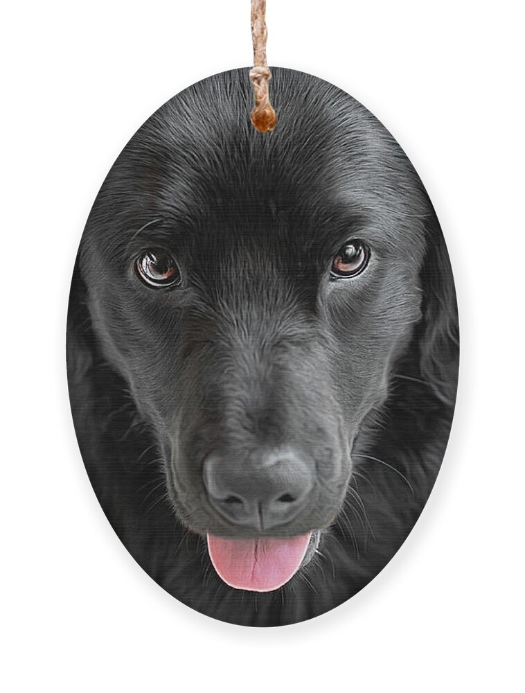 Playful Ornament featuring the photograph I want by Amy Dundon