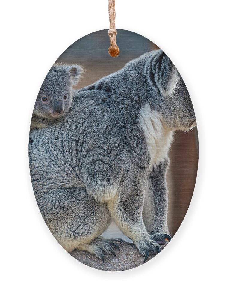 San Diego Zoo Ornament featuring the photograph I Want Off Please, Mama by David Levin