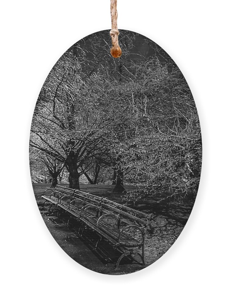 Isham Park Ornament featuring the photograph Ice Storm, Isham Park, 2020 by Cole Thompson