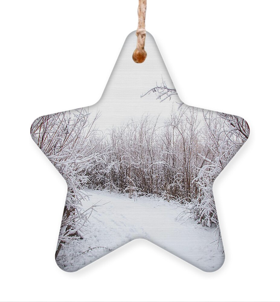 Icy Ornament featuring the photograph Icy Winter Path by Dart Humeston