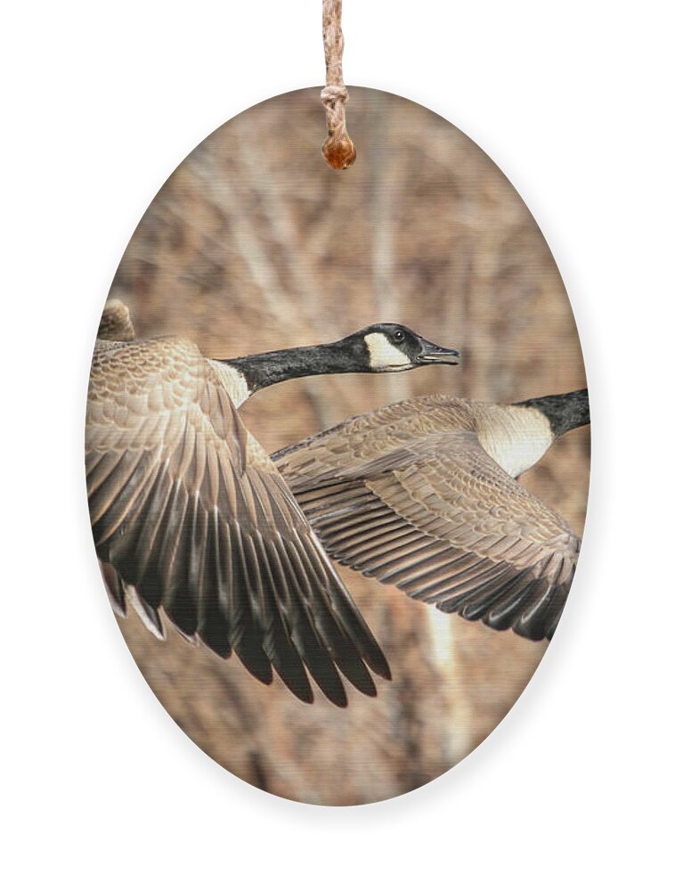 Canada Goose Ornament featuring the photograph I'm Right Behind Ya by Donna Kennedy