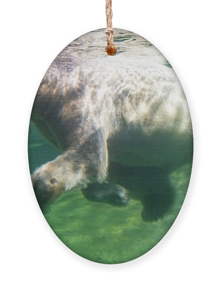 David Levin Photography Ornament featuring the photograph I'm Swimming as Fast as I Can by David Levin
