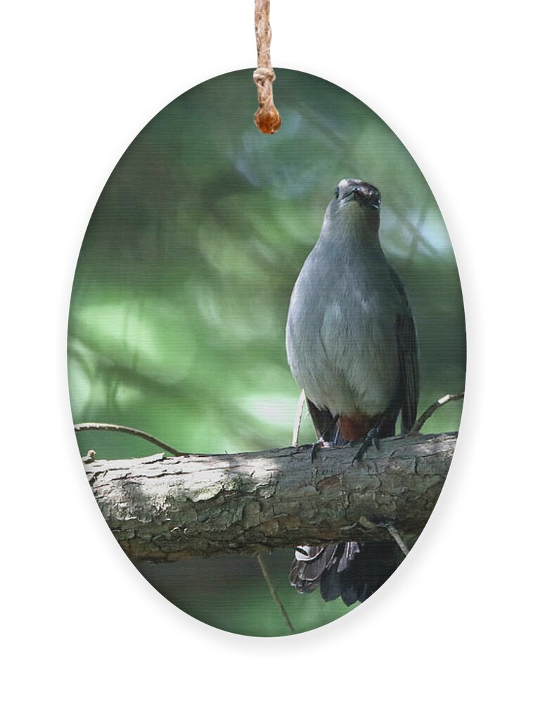 Birds Ornament featuring the photograph I'm Watching You by Trina Ansel