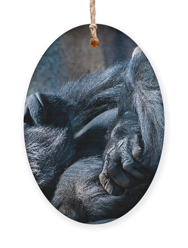 Animals Ornament featuring the photograph In Deep Thought by David Levin