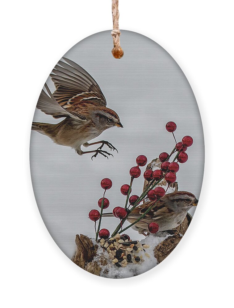 Sparrow Ornament featuring the photograph In for a Landing by Regina Muscarella