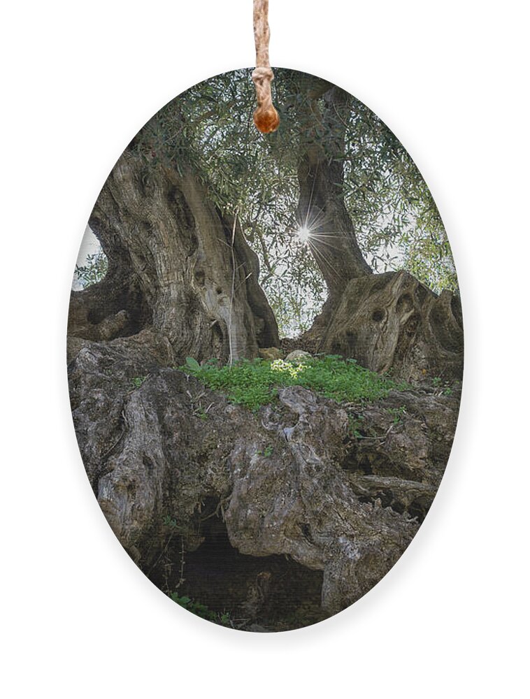 Olive Ornament featuring the photograph In the shade of the olive tree by Adriana Mueller