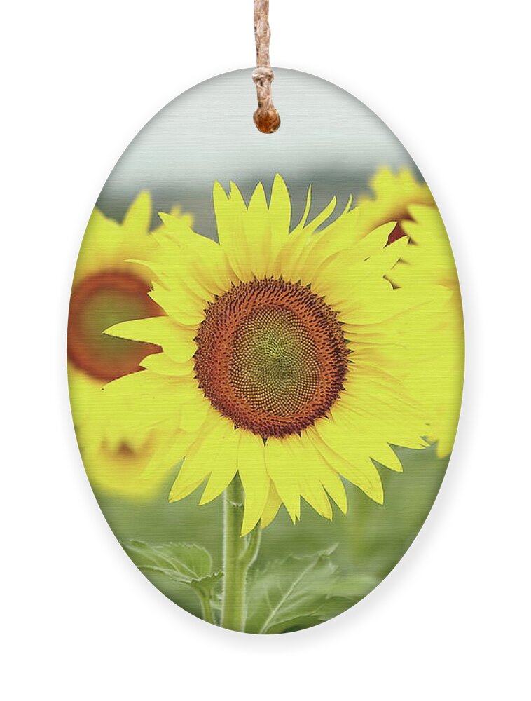 Sunflower Ornament featuring the photograph In Your Face by Lens Art Photography By Larry Trager