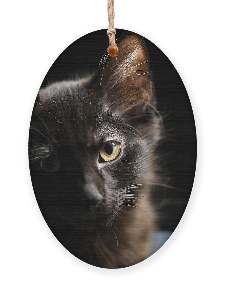 Cat Ornament featuring the photograph Innocent by DArcy Evans