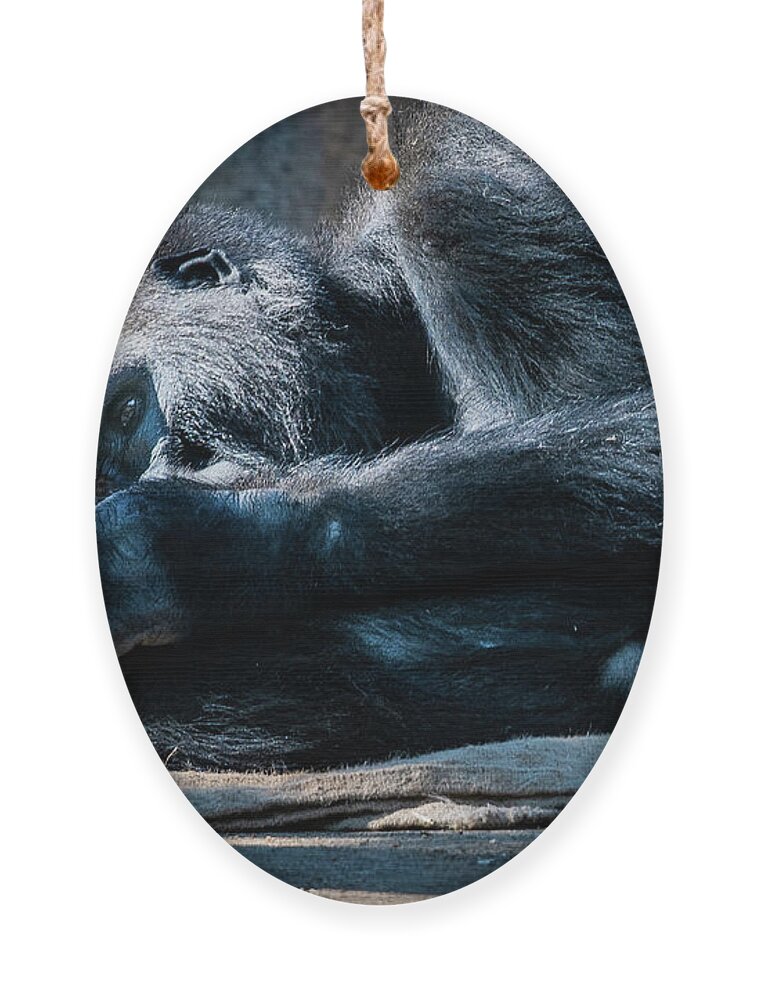 Animals Ornament featuring the photograph Insomnia by David Levin