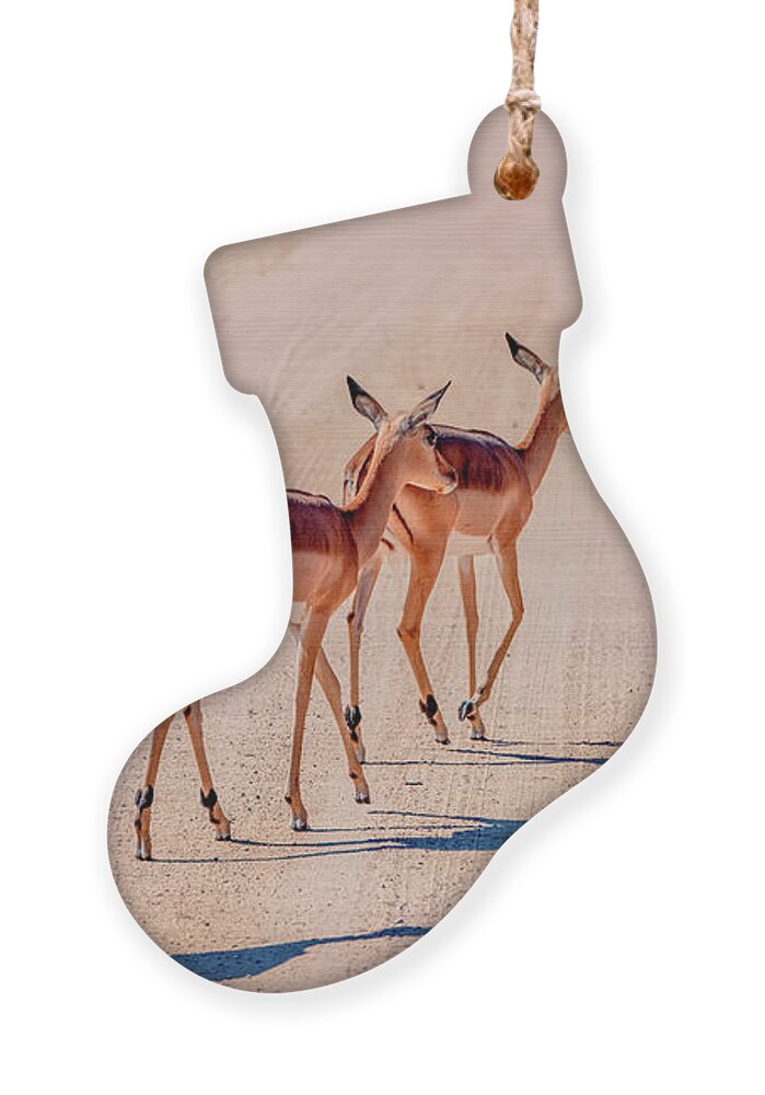 South Africa Ornament featuring the photograph Intrepid Trio in Kruger National Park by Marcy Wielfaert