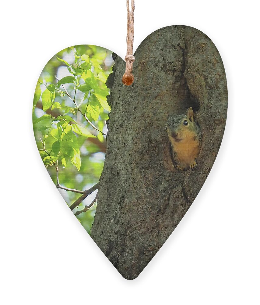 Squirrel Ornament featuring the photograph Is That You by C Winslow Shafer