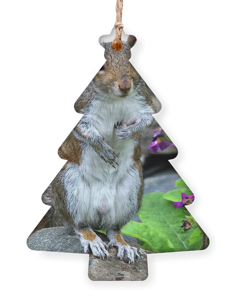 Squirrels Ornament featuring the photograph Is This A Good Pose by Trina Ansel