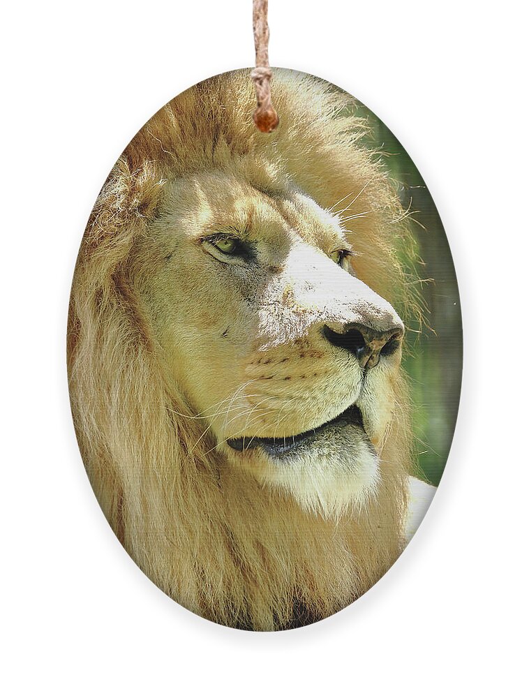 Lion Ornament featuring the photograph Is This My Good Side by Lens Art Photography By Larry Trager