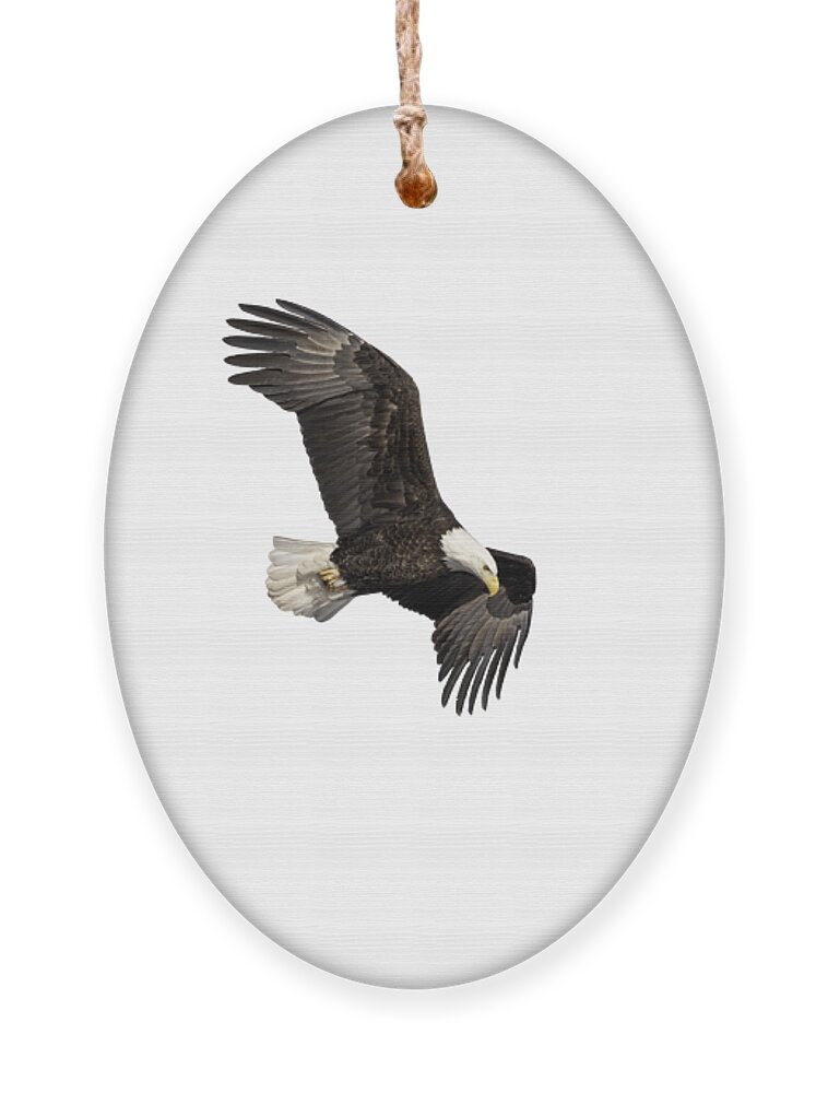 American Bald Eagle Ornament featuring the photograph Isolated Bald Eagle 2019-13 by Thomas Young