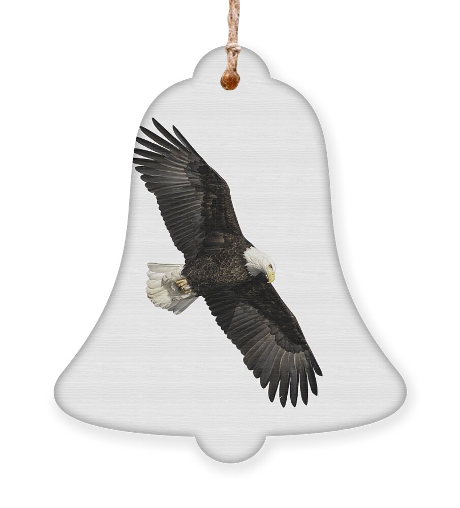American Bald Eagle Ornament featuring the photograph Isolated Bald Eagle 2019-14 by Thomas Young