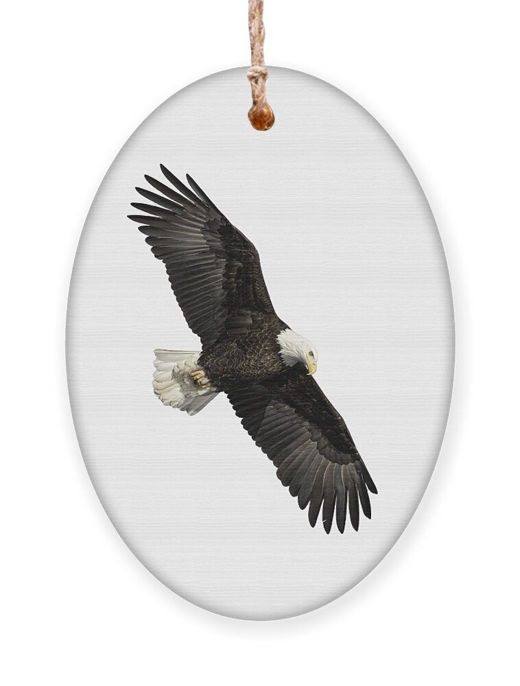 American Bald Eagle Ornament featuring the photograph Isolated Bald Eagle 2019-14 by Thomas Young