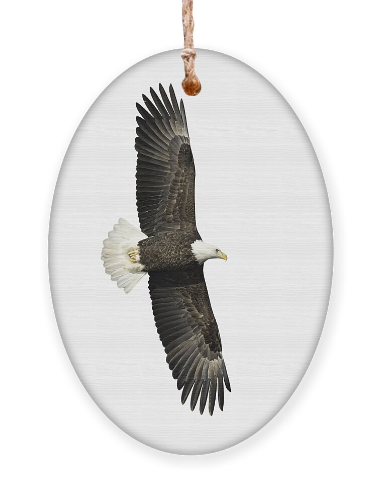 American Bald Eagle Ornament featuring the photograph Isolated Bald Eagle 2019-15 by Thomas Young