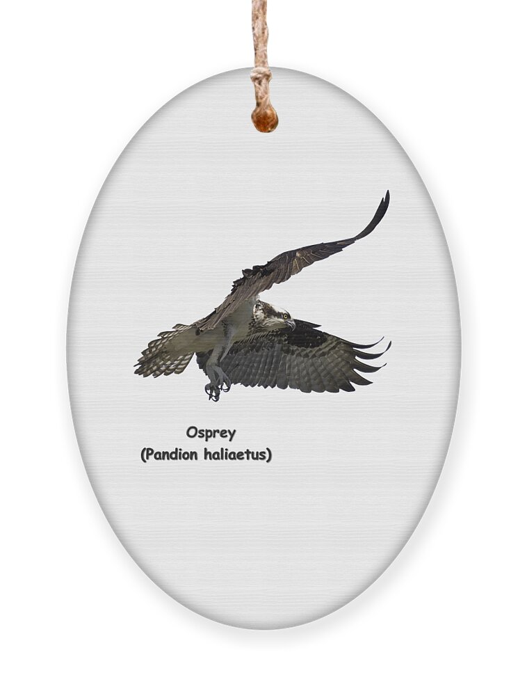 Osprey Ornament featuring the photograph Isolated Osprey 2021-2-A by Thomas Young