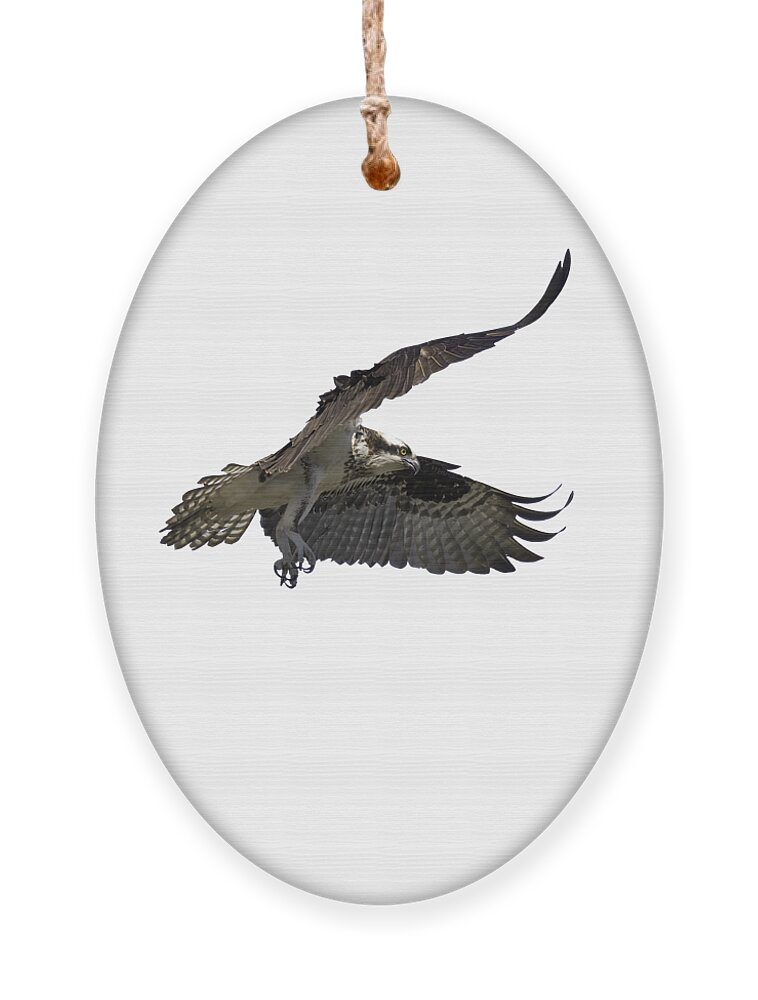 Osprey Ornament featuring the photograph Isolated Osprey 2021-2 by Thomas Young