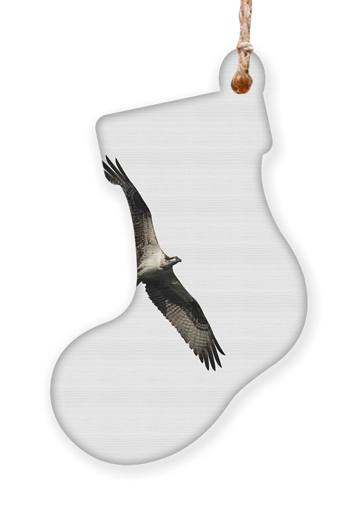 Osprey Ornament featuring the photograph Isolated Osprey 2022-1 by Thomas Young