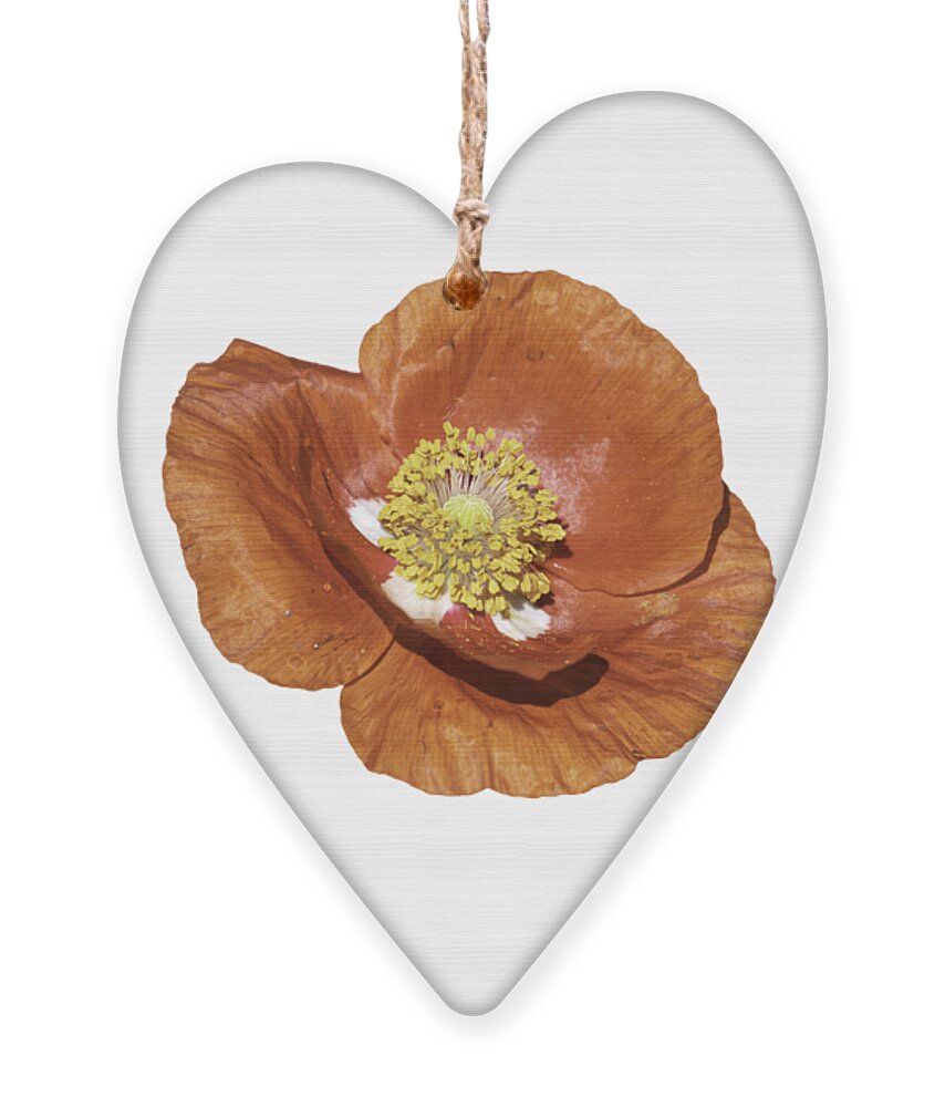 Poppy Ornament featuring the photograph Isolated Poppy 2021-1 by Thomas Young