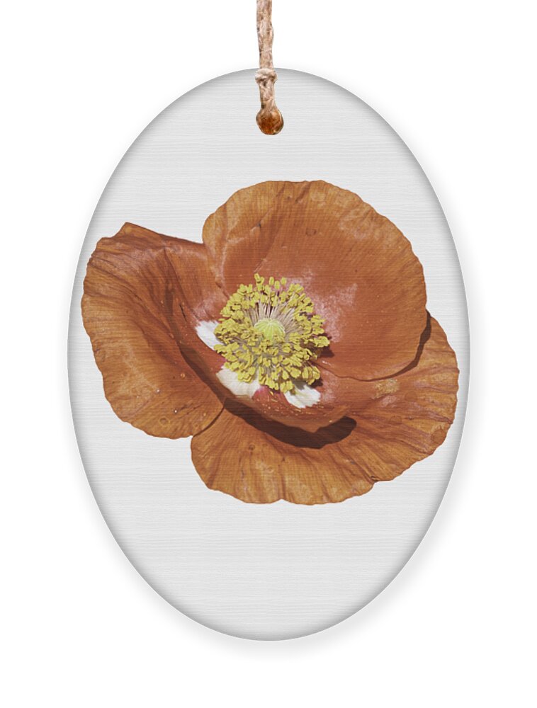 Poppy Ornament featuring the photograph Isolated Poppy 2021-1 by Thomas Young