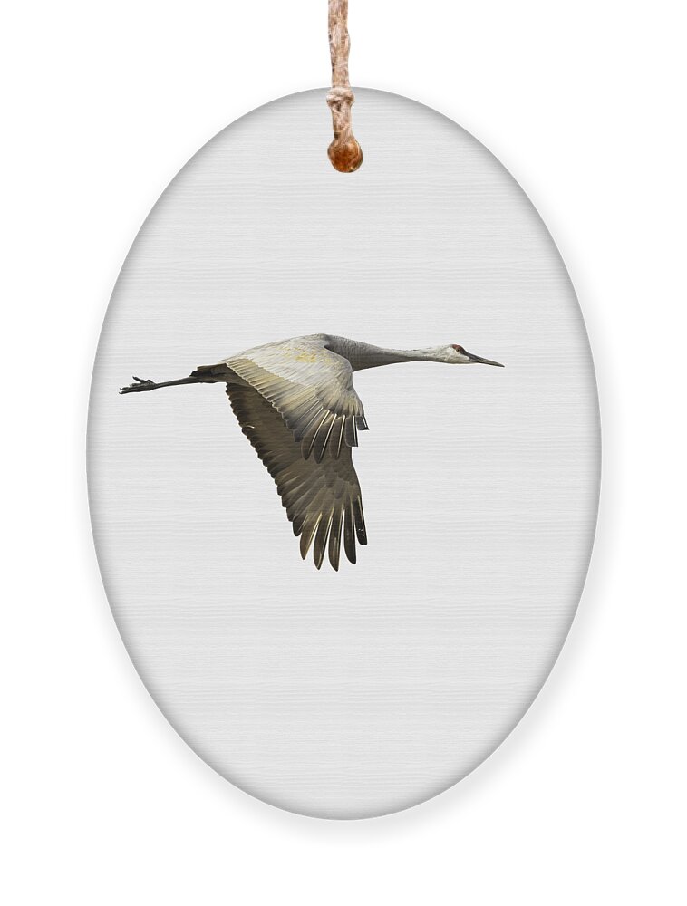 Sandhill Crane Ornament featuring the photograph Isolated Sandhill Crane 1-2021 by Thomas Young