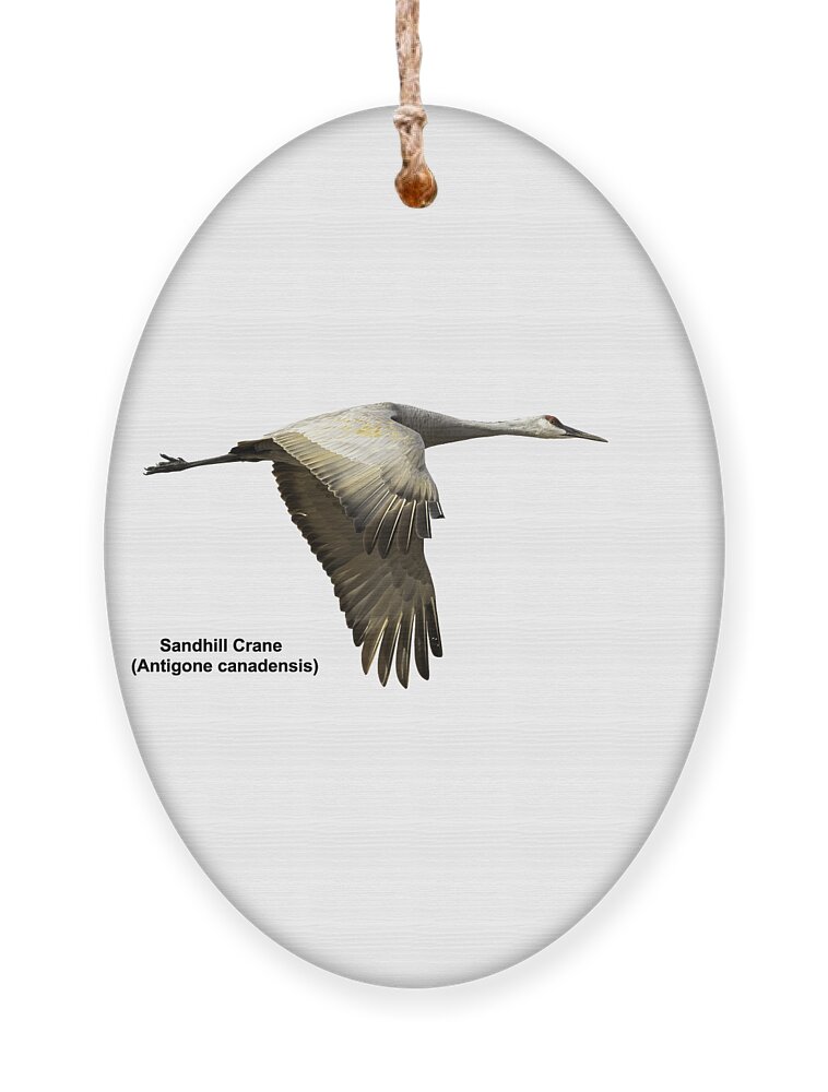 Sandhill Crane Ornament featuring the photograph Isolated Sandhill Crane 2-2021 by Thomas Young