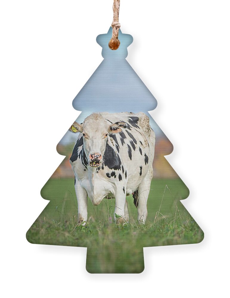 Cow Ornament featuring the photograph It's a Cow's Life by Amfmgirl Photography