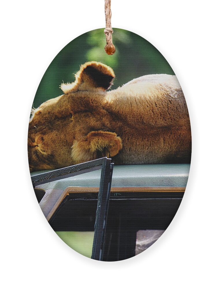 Lioness Ornament featuring the photograph A Lazy Afternoon Nap at the Wild Animal Park by Abigail Diane Photography