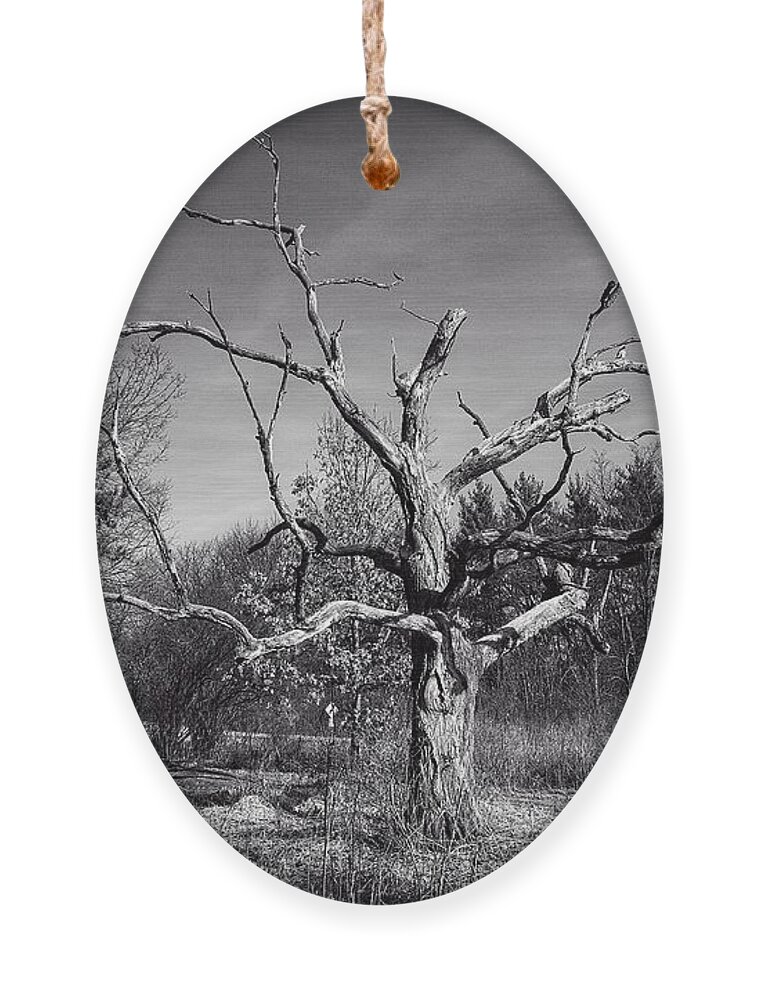 Tree Ornament featuring the photograph Jackson Oak 1, UW Arboretum - Madison - WI by Steven Ralser
