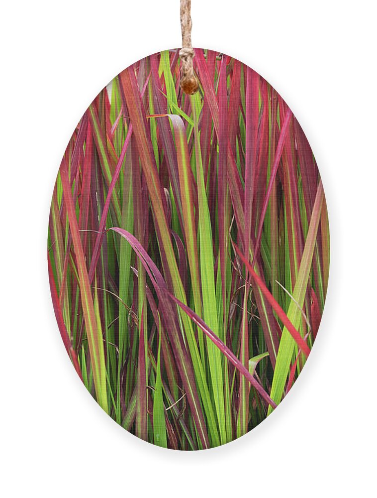 Japanese Blood Grass Ornament featuring the photograph Japanese Blood Grass by Tim Gainey