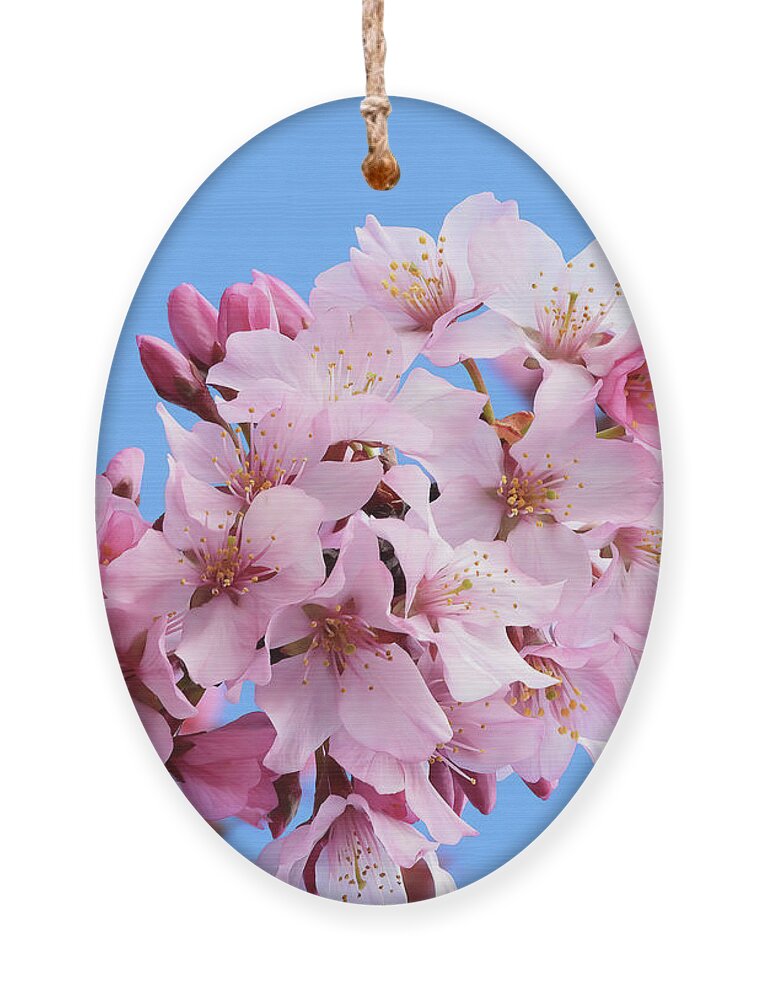 Japanese Cherry Blossom Ornament featuring the photograph Japanese Cherry Blossoms by Scott Cameron