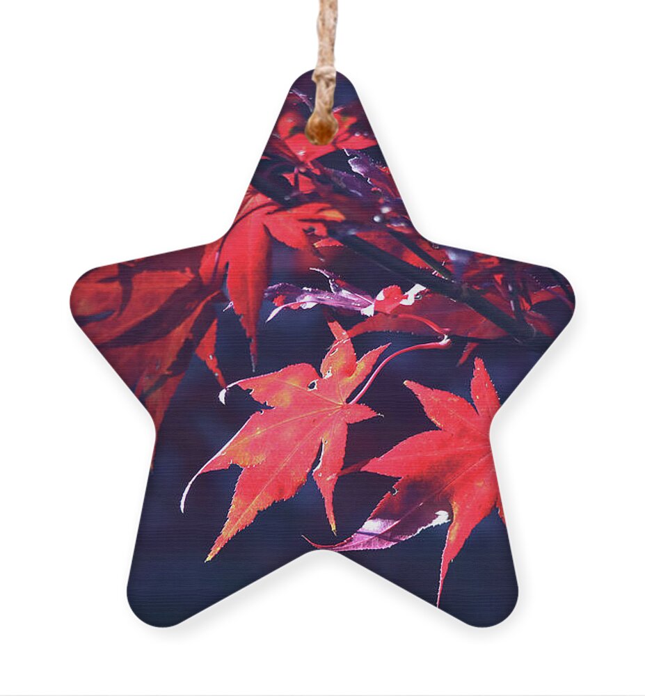 Trees Ornament featuring the photograph Japanese Maple Leaves by Trina Ansel