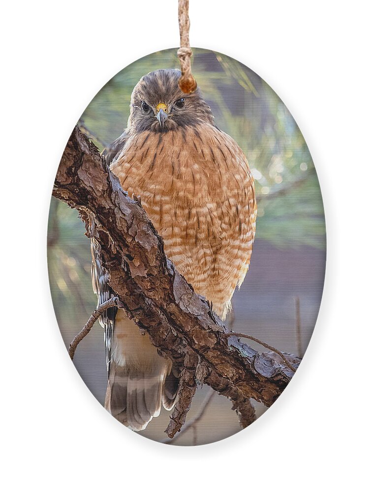 Wildlife Ornament featuring the photograph Judging Hawk by Rick Nelson