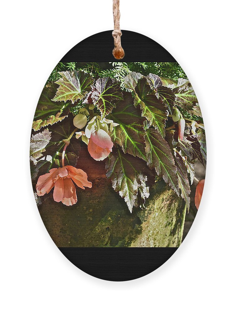 Begonia Ornament featuring the photograph July Garden Visit Orange Begonia by Janis Senungetuk
