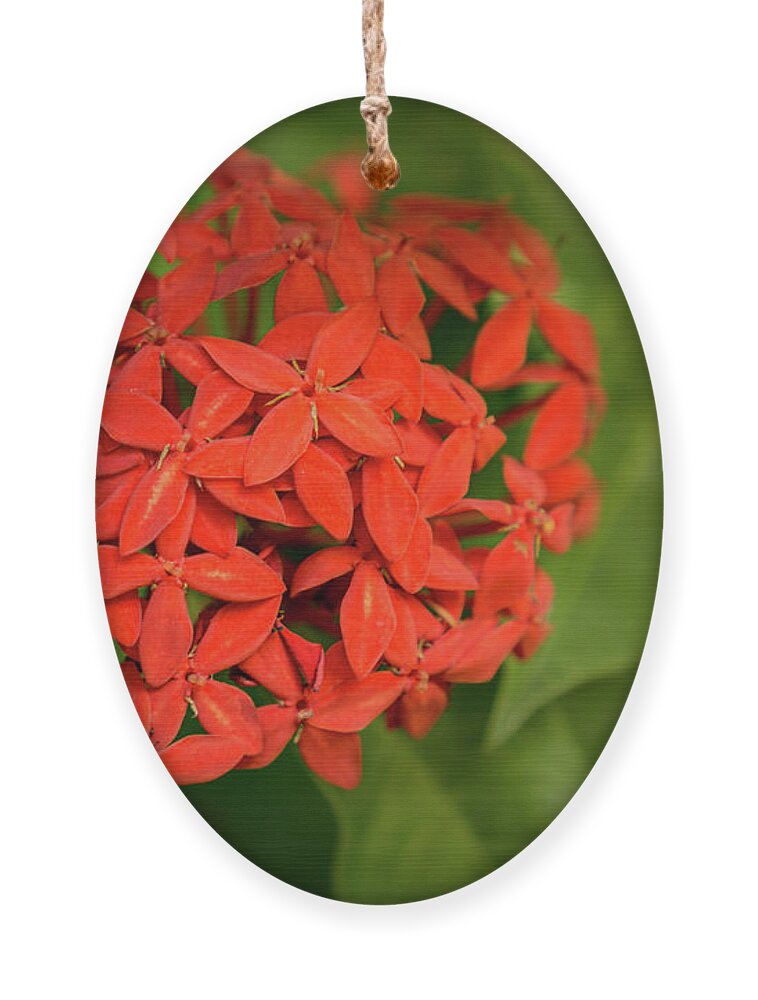 Hawaii Ornament featuring the photograph Jungle Geranium Blossom by Nancy Gleason