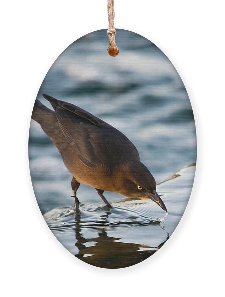 Grackle Ornament featuring the photograph Just a Little Sip by Bonny Puckett